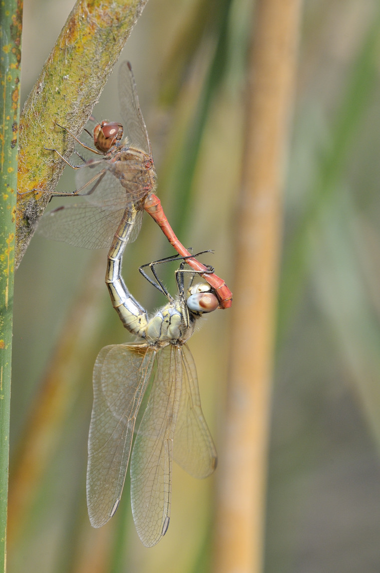 Accoppiamento di sympetrum fonscolombii